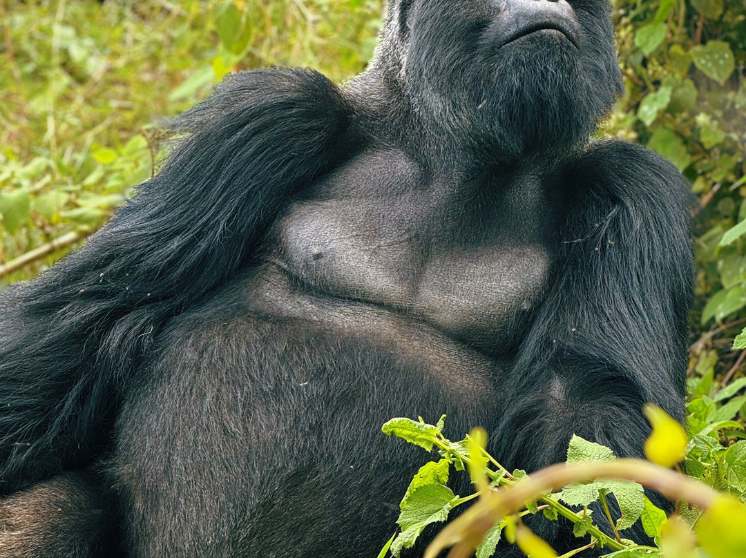 Mugisha Tours-吉佳利必去景点