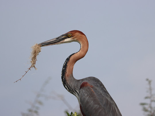 Primate Safari Experiences-坎帕拉必去景点