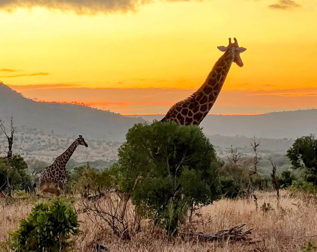 Dyambu Ngala (Sun lion Safaris)-霍德斯普鲁特必去景点