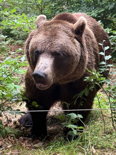 Barenwald Arbesbach-Arbesbach必去景点