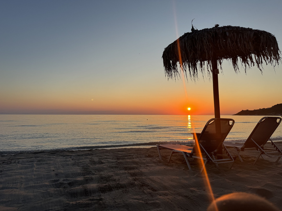 Palm Tree-阿雷克斯必去景点