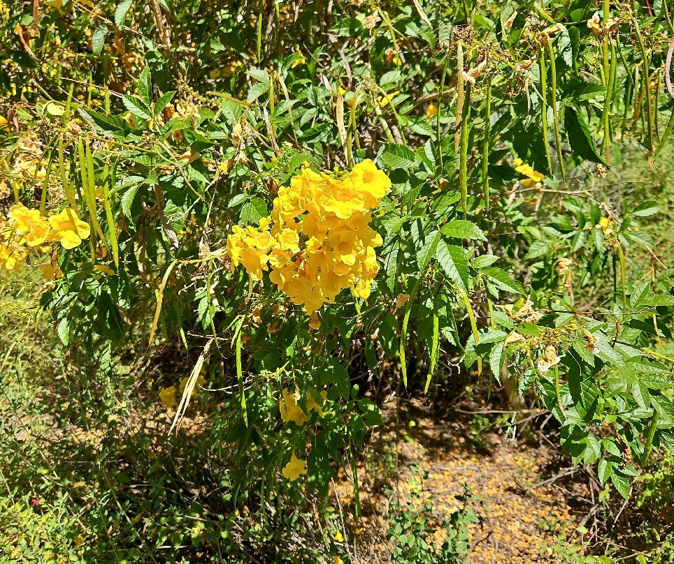 戴维斯大学植物园-戴维斯必去景点