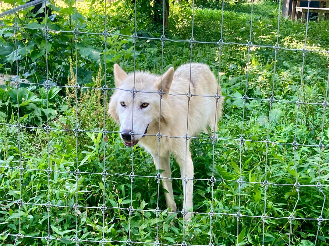 Wolf Sanctuary of PA-利蒂茨必去景点