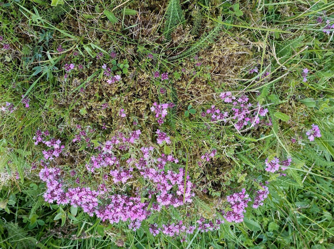 Killykeeghan Nature Reserve