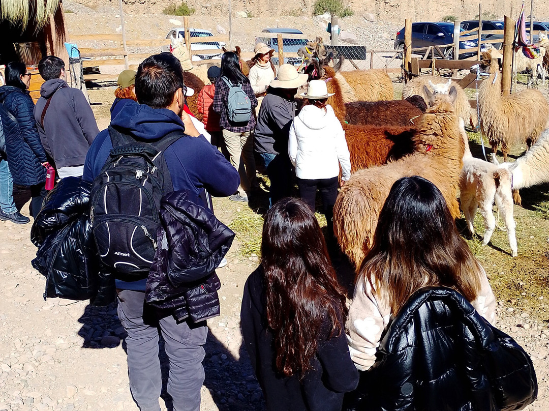 Caravana de Llamas-蒂尔卡拉必去景点