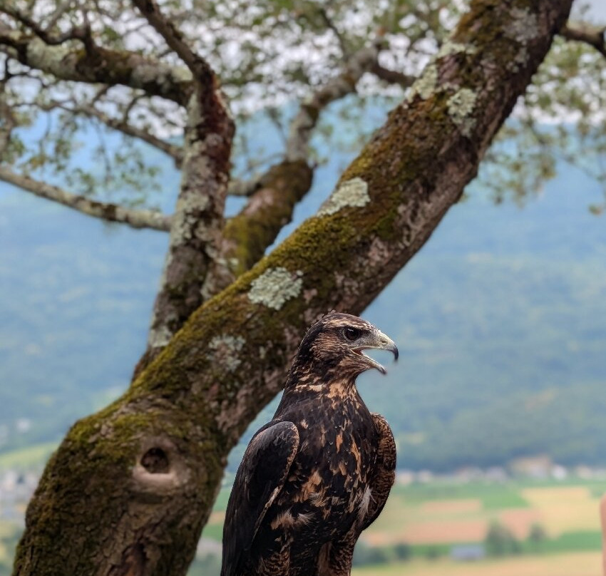 Dungeon of Eagles-Beaucens必去景点