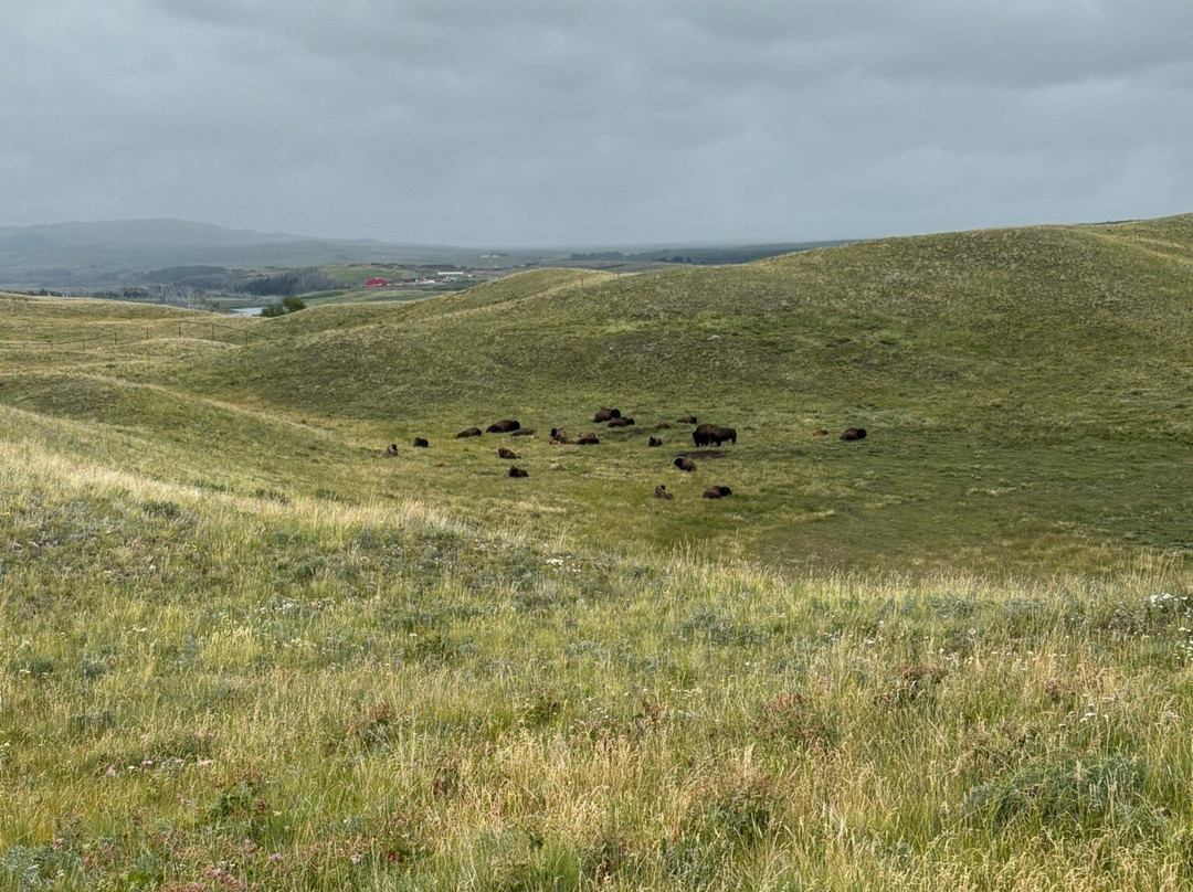 Bison Paddock Loop Road-沃特顿湖国家公园必去景点