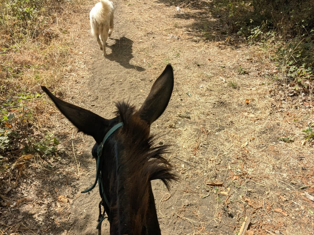 Etna Donkey Trekking-林瓜格洛萨必去景点