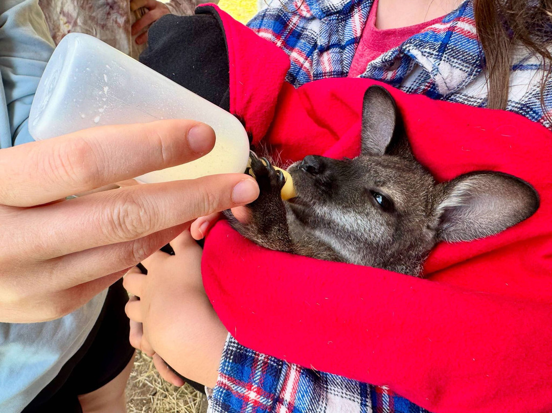 Holly Hill Petting Farm-坎贝尔里弗必去景点
