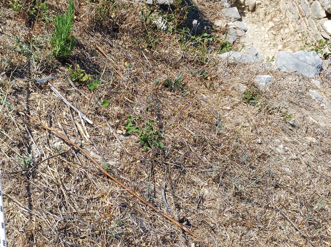 Peristerias Archaeological Site-Kalo Nero必去景点