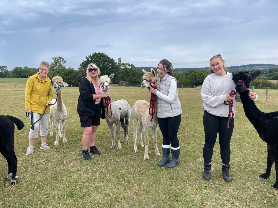 Alpaca Adventure Shaftesbury Dorset-沙夫茨伯里必去景点