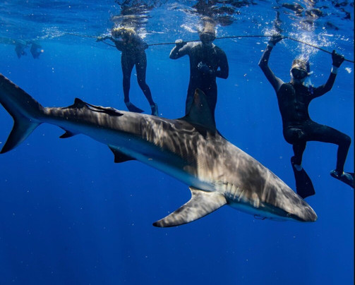 Shark Tours-朱庇特必去景点
