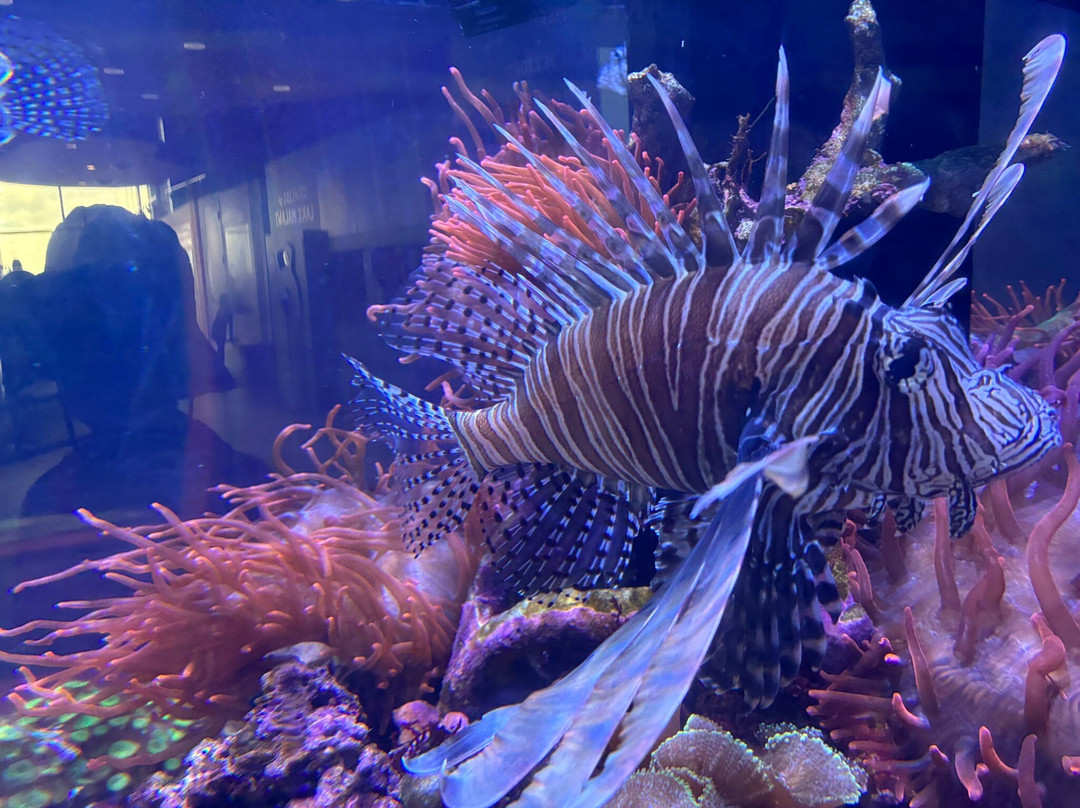 Great Lakes Aquarium-德卢斯必去景点