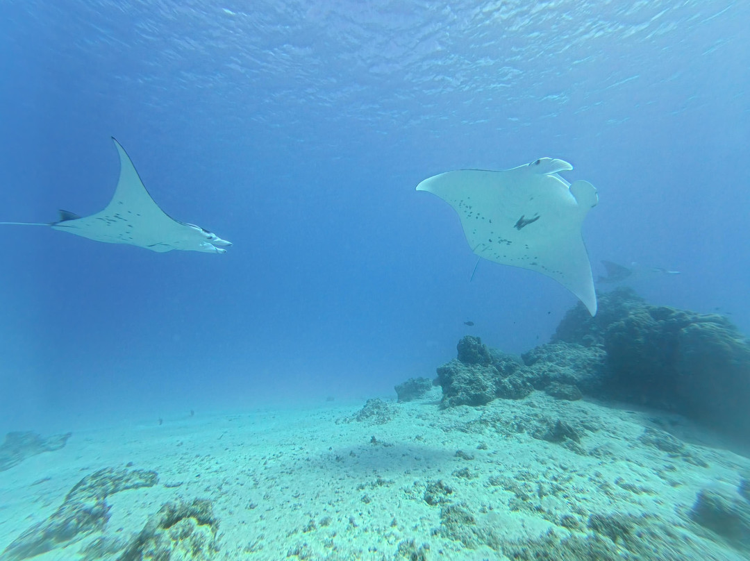 Maupiti Diving-Maupiti Island必去景点