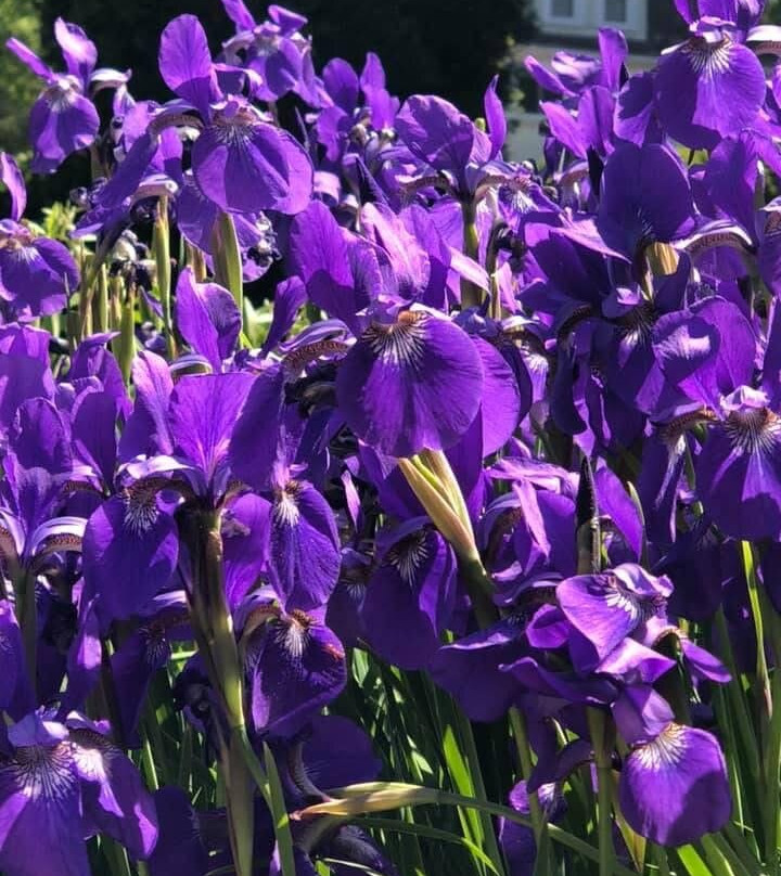 Hatcher Garden and Woodland Preserve-斯帕坦堡必去景点