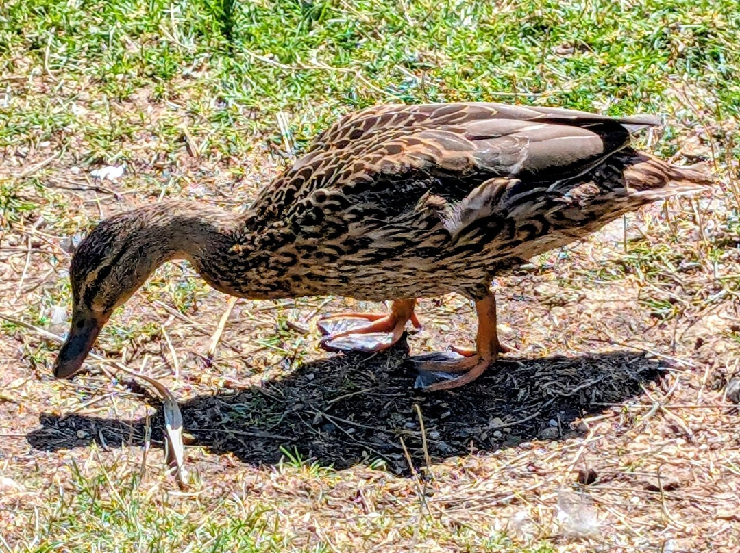 Jubilee Lake-皇家伍顿巴西特必去景点
