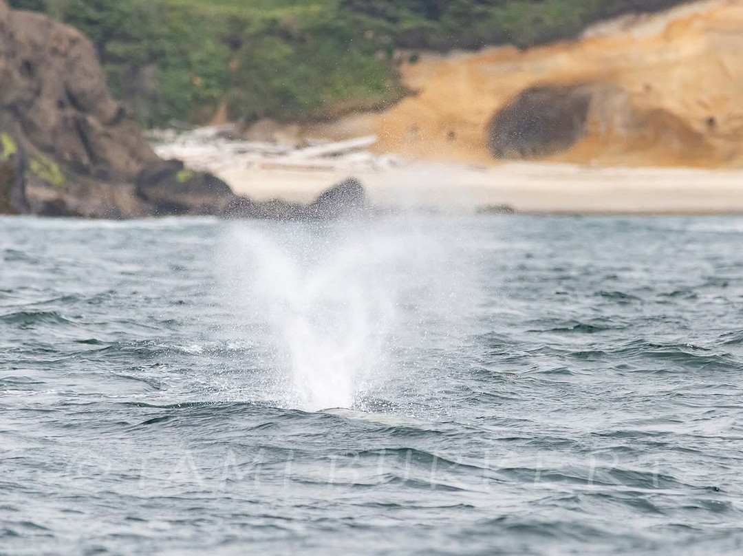 Whale Research EcoExcursions-Depoe Bay必去景点