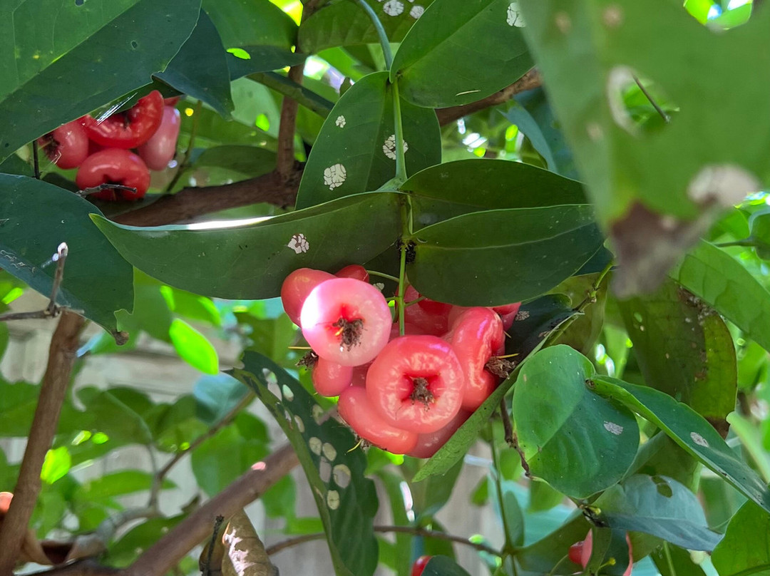 Yabbiekayu Eco-Bungalows主图