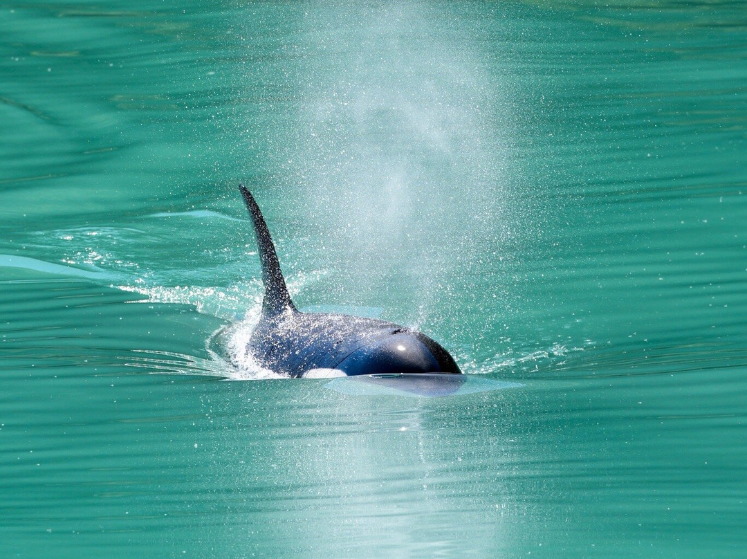 Sea Wolf Adventures-古斯塔夫斯必去景点