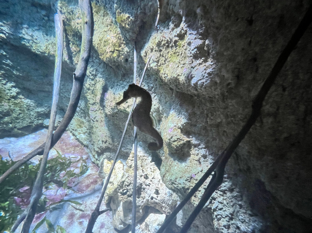 Bioparc Acuario De Gijón-希洪必去景点