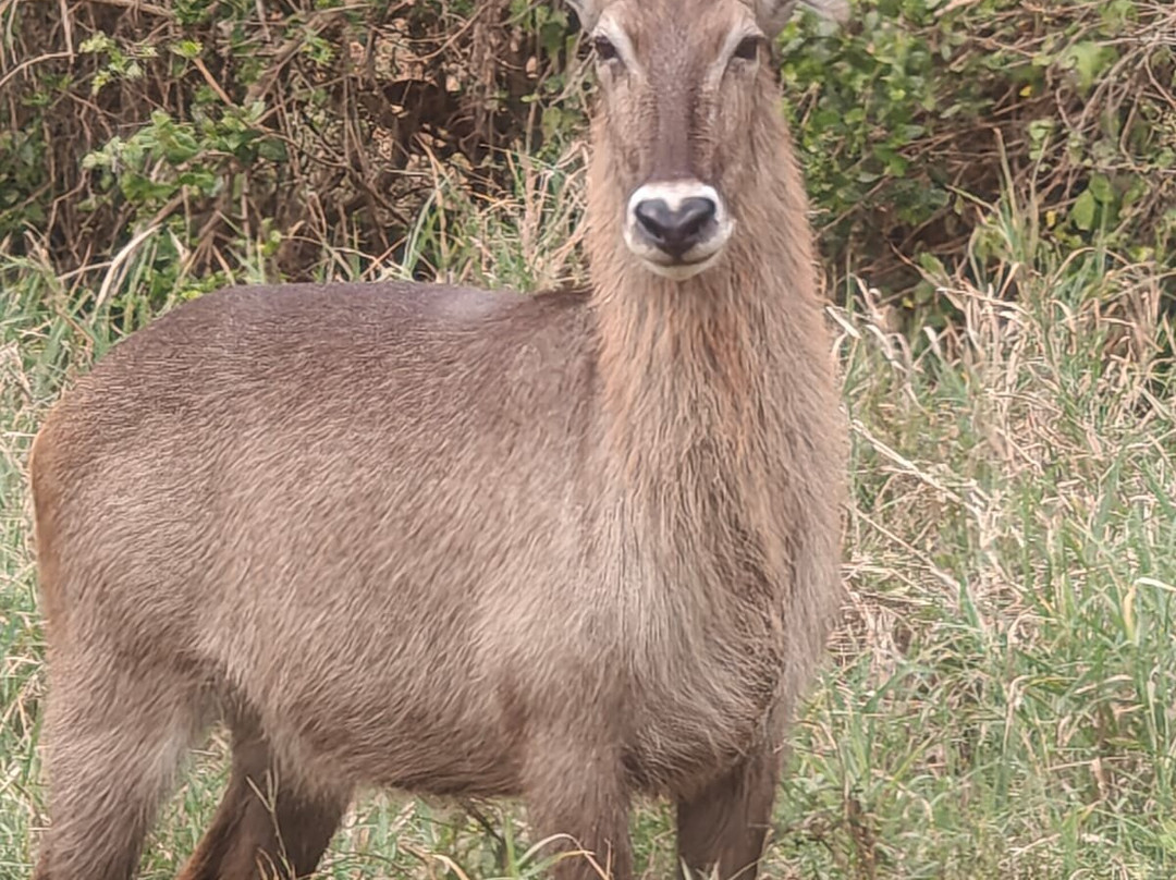 KingTomondo Safaris Kenya-蒙巴萨必去景点