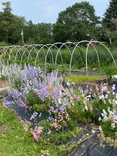 Frinklepod Farm-Arundel必去景点