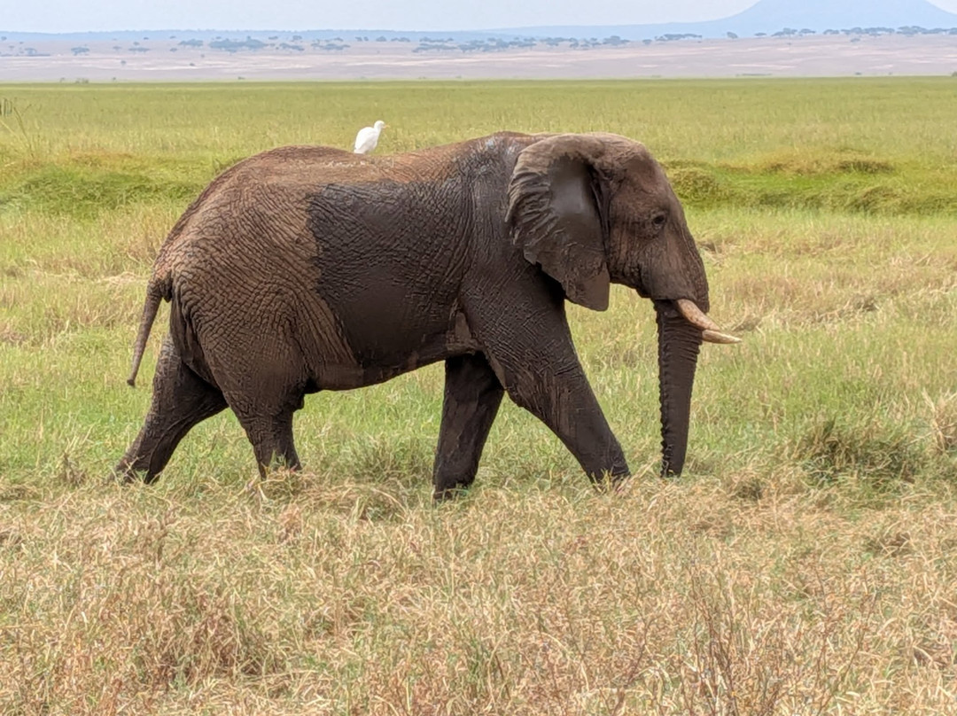 Carnivores Safaris Limited-阿鲁沙必去景点