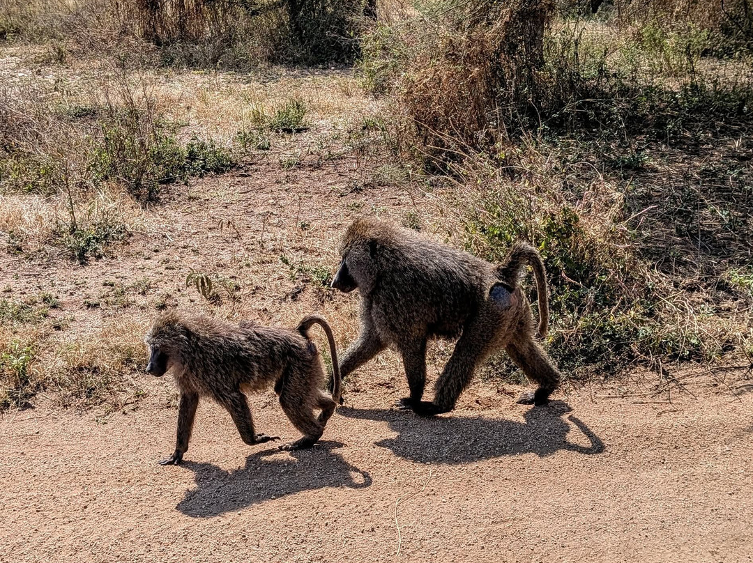 Carnivores Safaris Limited-阿鲁沙必去景点