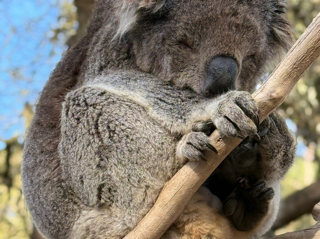 Warrnambool Wildlife Encounters-瓦南布尔必去景点