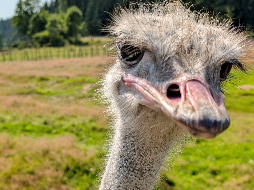 ZOO Łaczna-Mieroszow必去景点