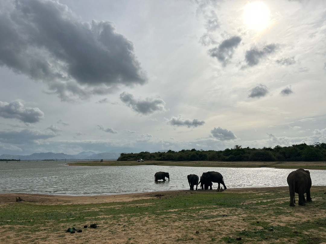 Udawalawe Safari Jeep With Guides-乌达瓦拉维国家公园必去景点