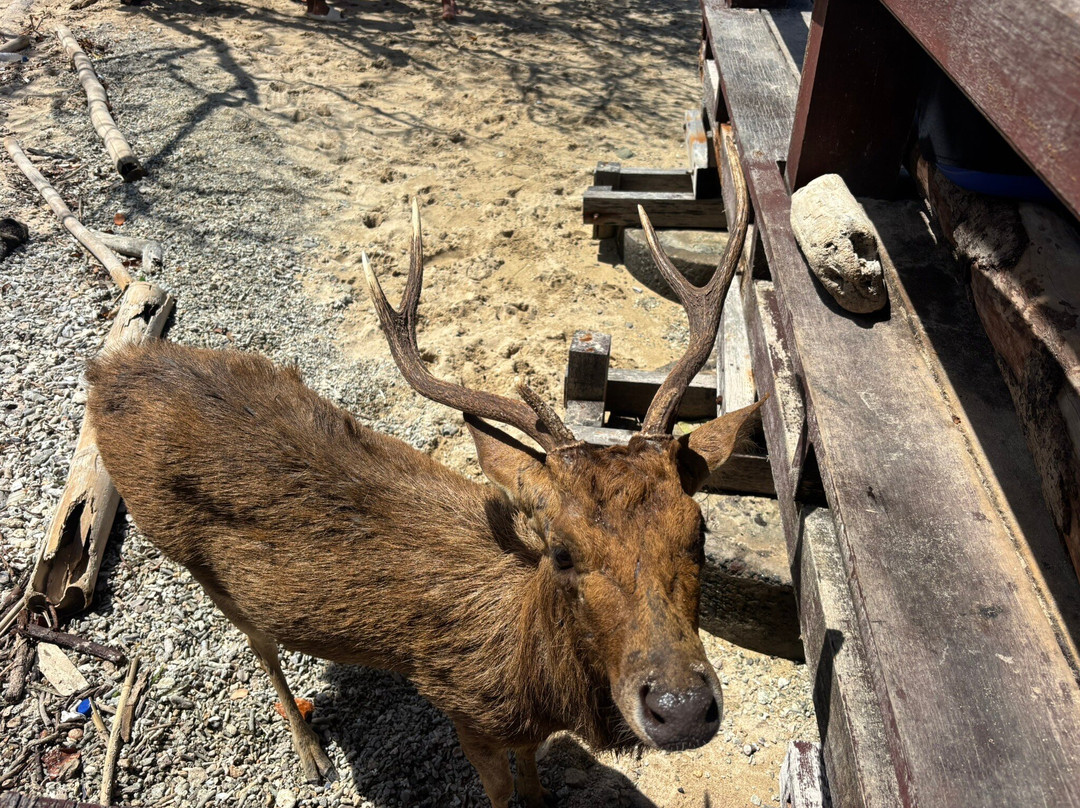 Progy Menjangan-Pejarakan必去景点