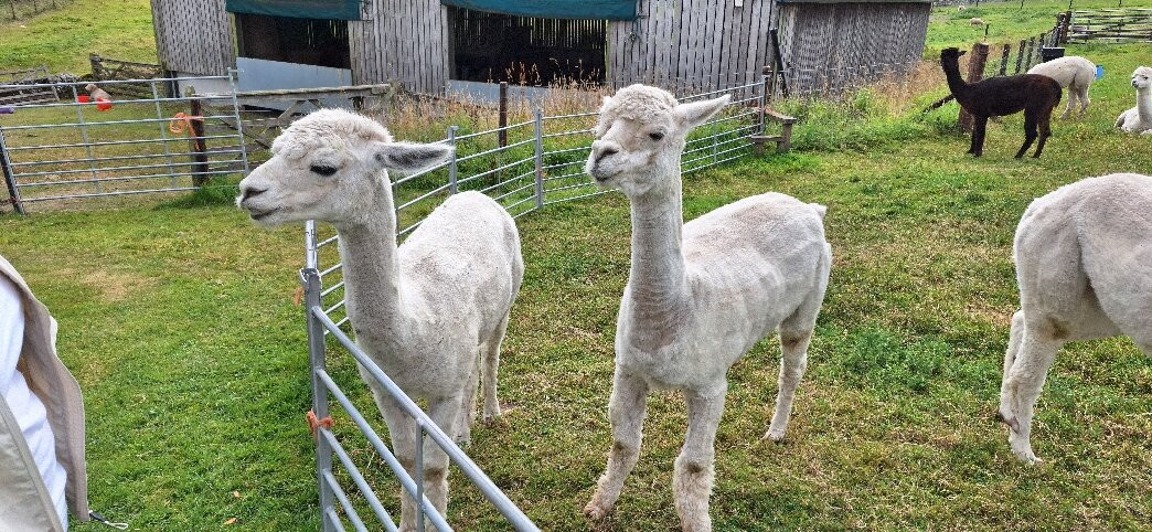 Beirhope Alpacas-Hownam必去景点