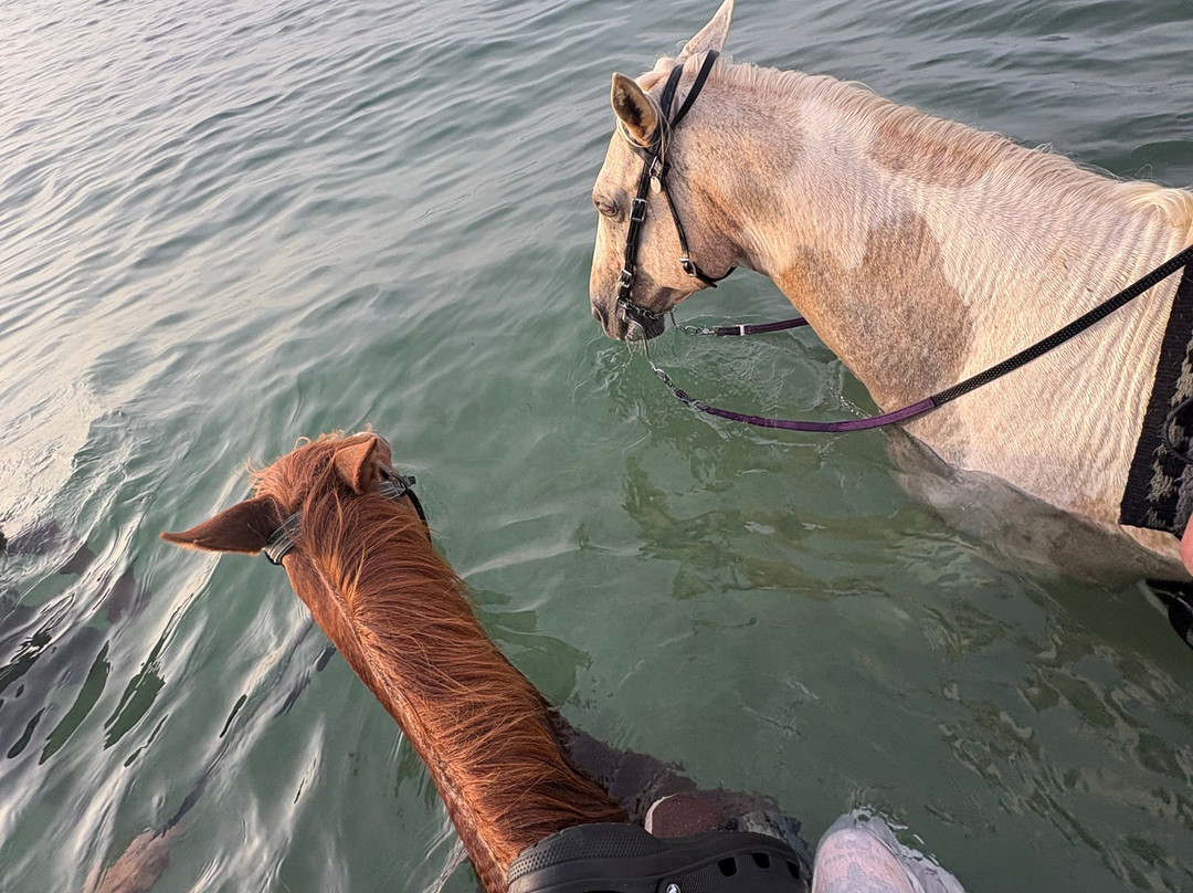 Equus Rides Horseback Riding St. Croix-Frederiksted必去景点