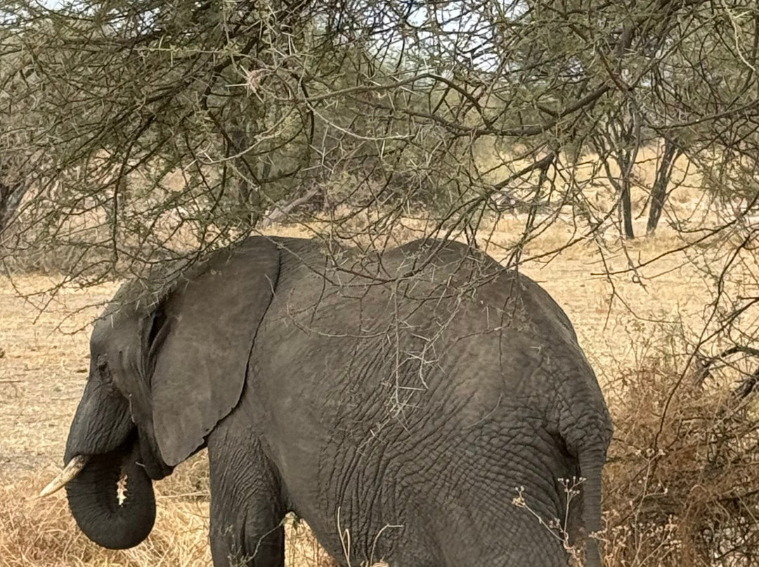 Taswira Africa Safaris-阿鲁沙必去景点