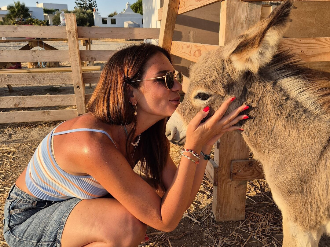 Donkey Farm Milos-Adamas必去景点