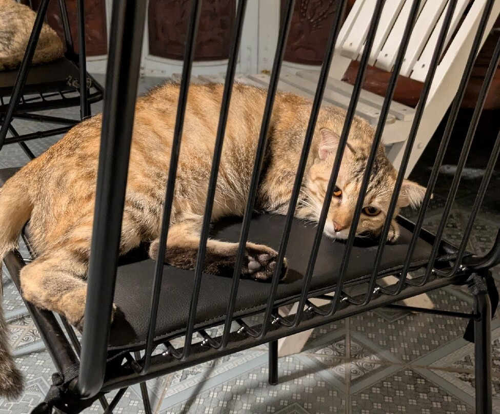 Sweetie Lemon - Vegetarian Fusion, Coffee & Bakery