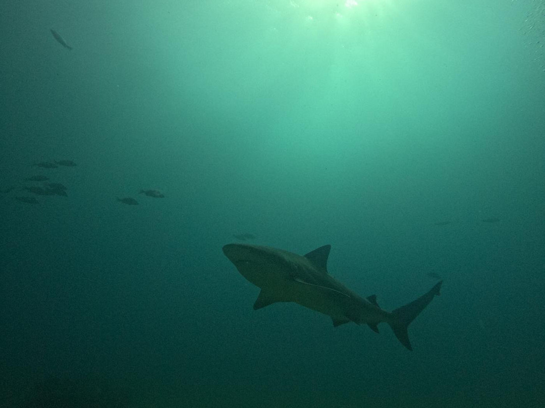 Dive Cabo Pulmo-Cabo Pulmo必去景点