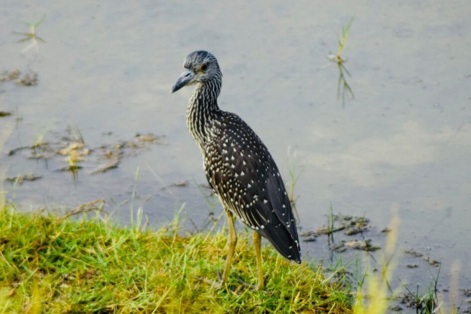 Birdwatching Máncora-Mancora必去景点