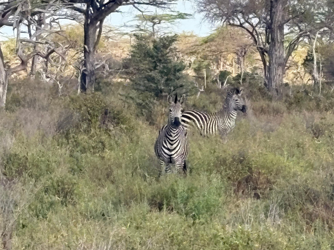Asante Bibi Safaris And Tours-莫西必去景点