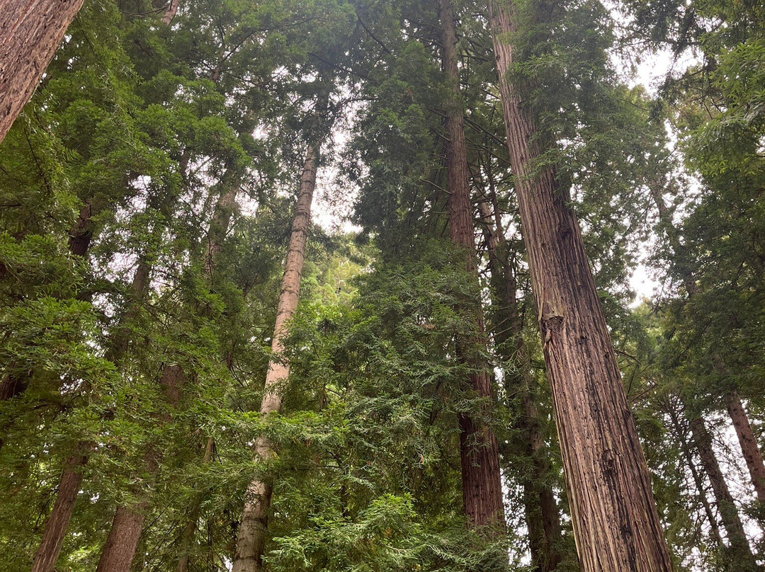 Sequoia Park-尤里卡必去景点