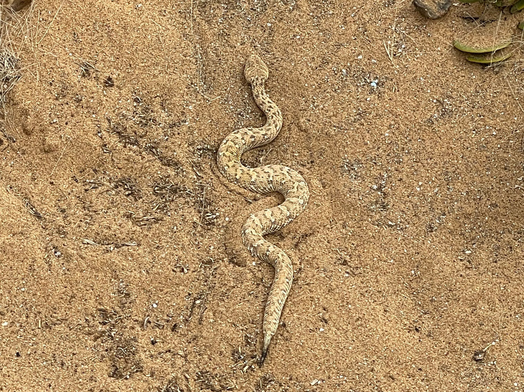 Living Desert Adventures Discover the Little 5-斯瓦科普蒙德必去景点