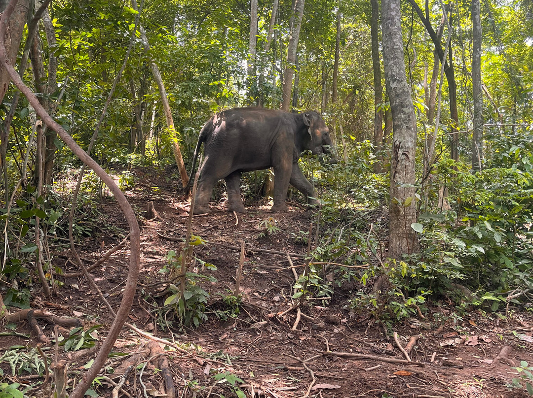 Phuket Elephant Nature Reserve-他朗必去景点