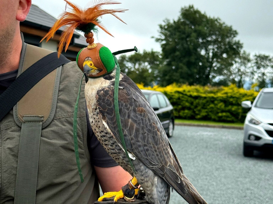 Faha Falconry-Faha必去景点