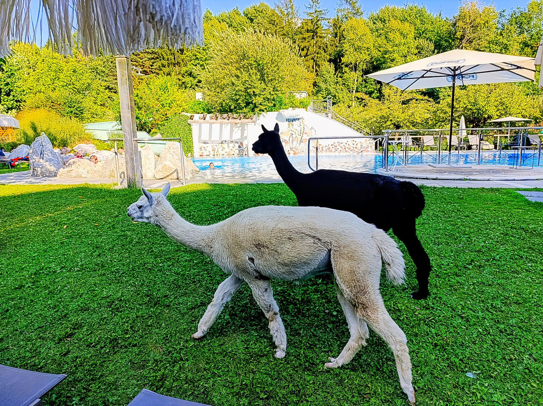 Gartenhotel Moser主图