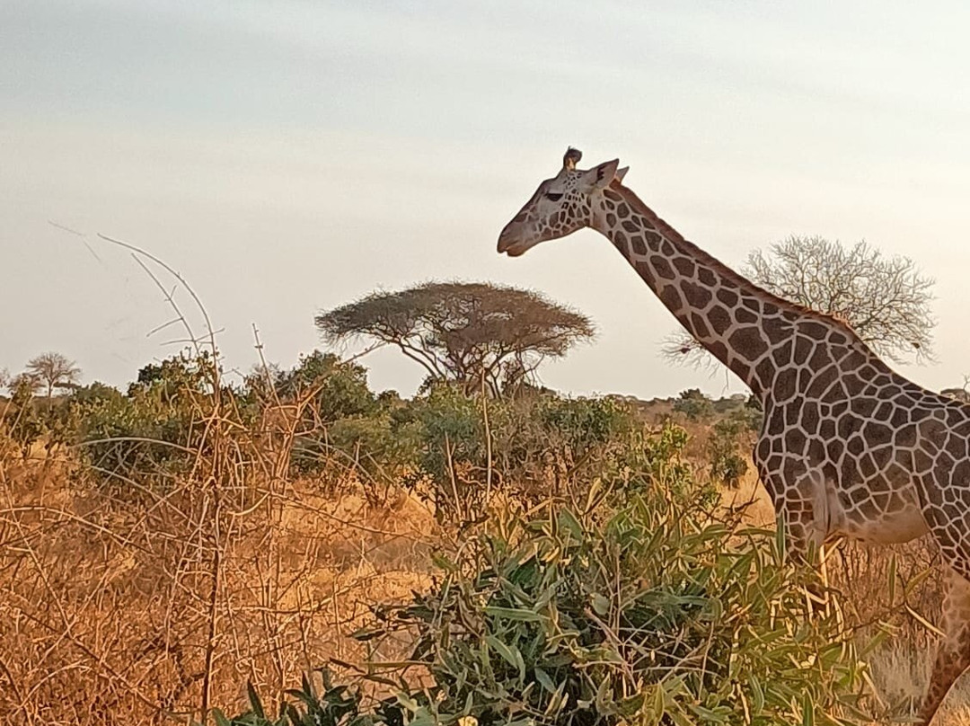 Tsavo East National Park-查佛必去景点