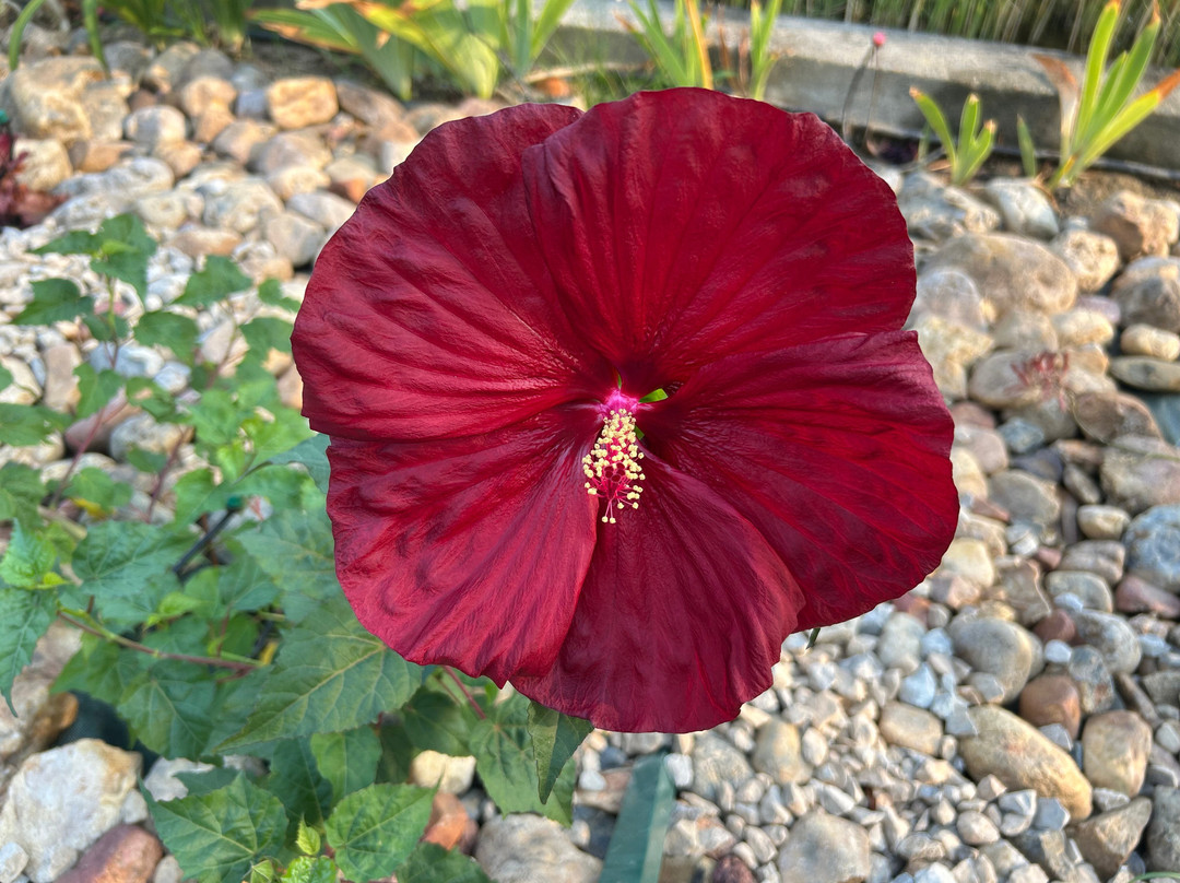 L'Arboretum-卡内鲁西永必去景点