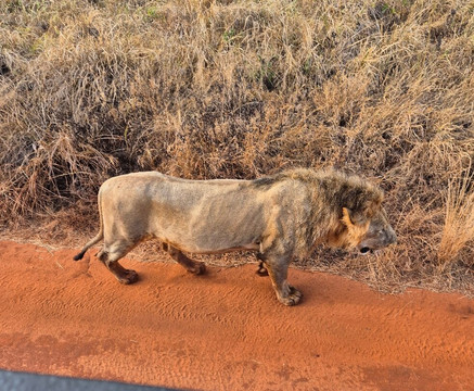 Eagle Wings Tours And Safaris-蒙巴萨必去景点