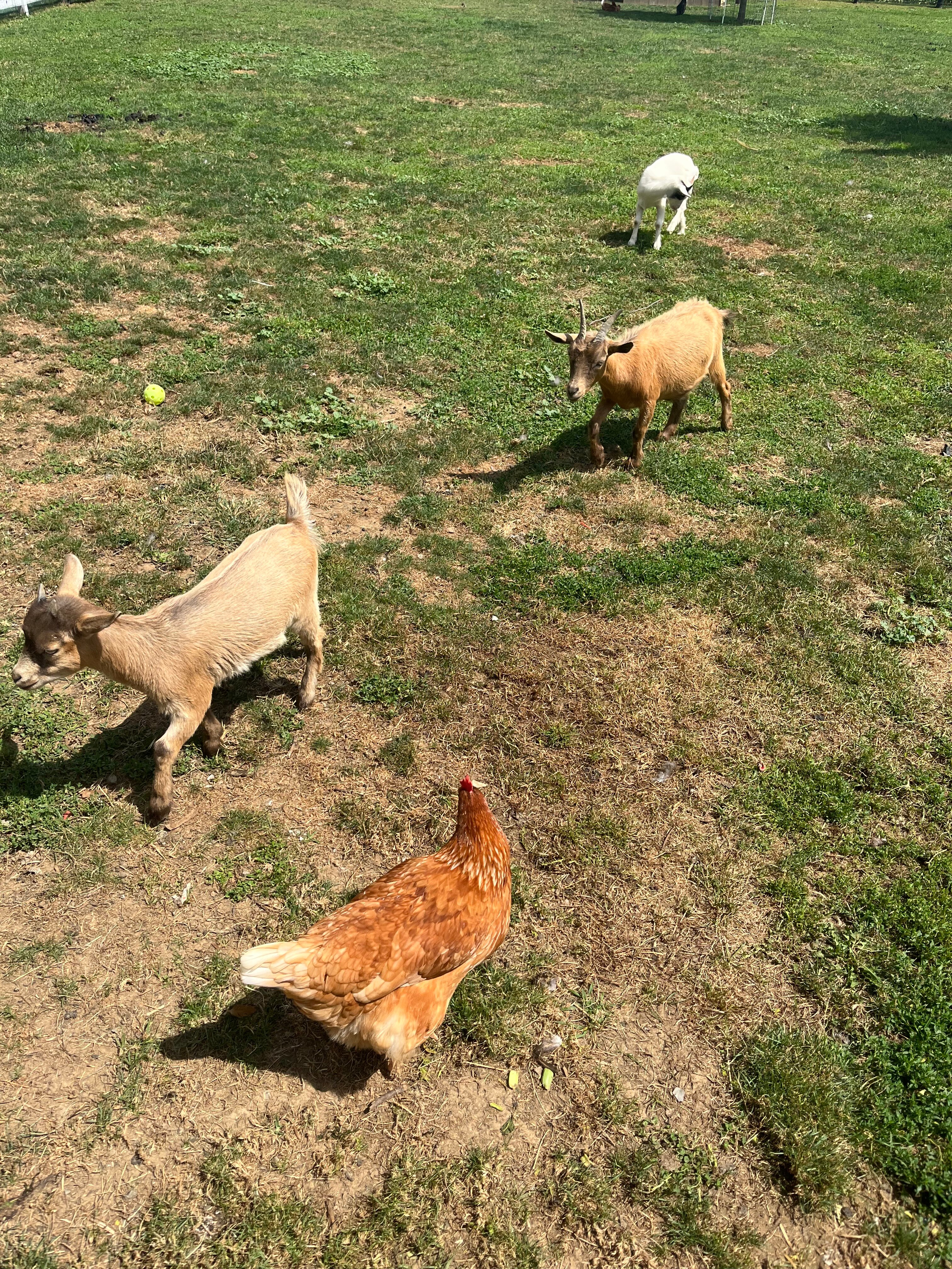 AmishView Inn & Suites-官方