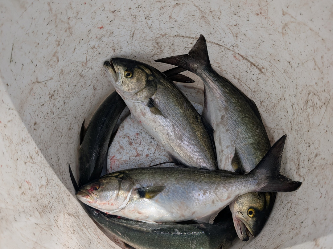 Miss Lizzy Fishing Charters-Chesapeake Beach必去景点